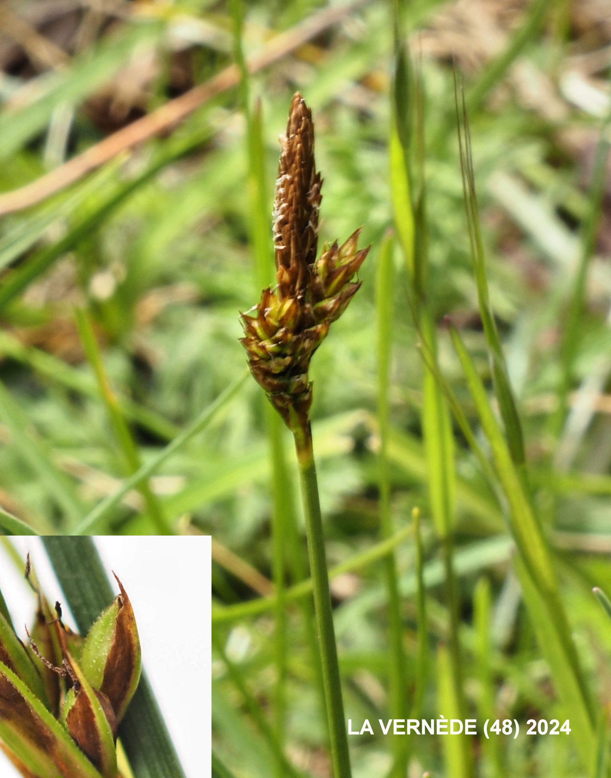 Sedge, Spring